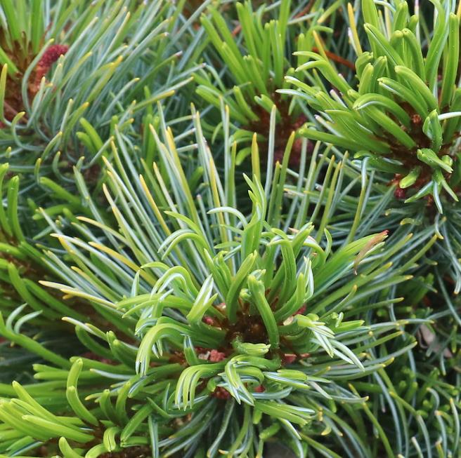 Pinus pumila - Pinheiro Anão, Pinheiro de Pedra Anão, Pinheiro Anão Japonês, Pinheiro de Pedra - Imagem 2