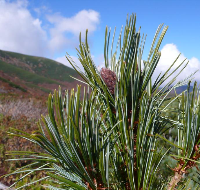 Pinus pumila - Pinheiro Anão, Pinheiro de Pedra Anão, Pinheiro Anão Japonês, Pinheiro de Pedra - Imagem 5
