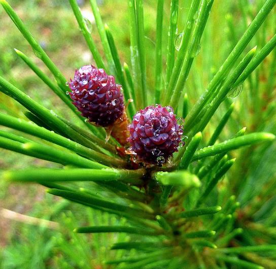 Pinus tabuliformis - Pinheiro vermelho Manchuriano, Pinheiro Chinês do Sul, Pinheiro vermelho Chinês - Imagem 2