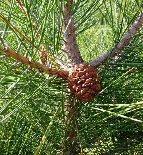 Pinus tabuliformis - Pinheiro vermelho Manchuriano, Pinheiro Chinês do Sul, Pinheiro vermelho Chinês - Imagem 3
