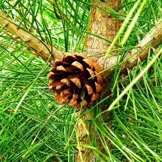 Pinus tabuliformis - Pinheiro vermelho Manchuriano, Pinheiro Chinês do Sul, Pinheiro vermelho Chinês - Imagem 4