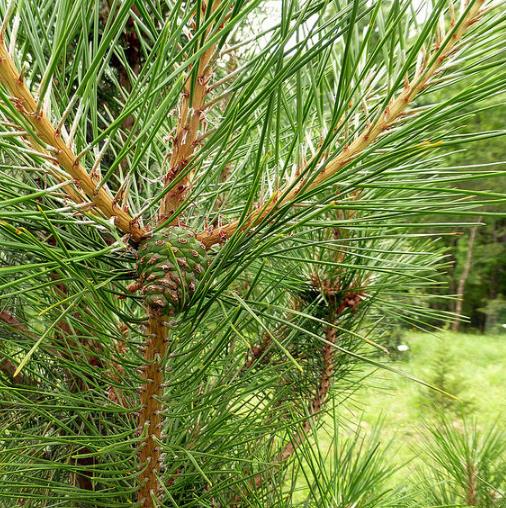 Pinus tabuliformis - Pinheiro vermelho Manchuriano, Pinheiro Chinês do Sul, Pinheiro vermelho Chinês - Imagem 5