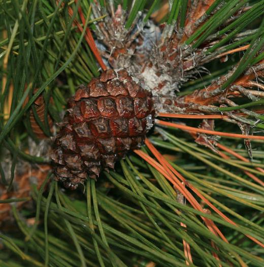 Pinus tabuliformis - Pinheiro vermelho Manchuriano, Pinheiro Chinês do Sul, Pinheiro vermelho Chinês - Imagem 6