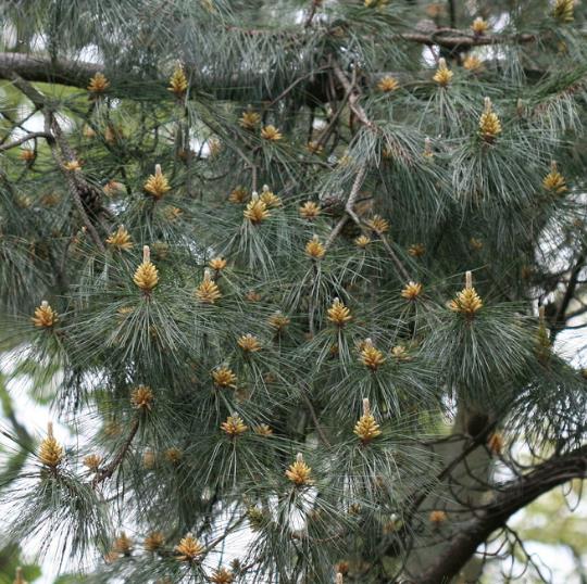 Pinus tabuliformis - Pinheiro vermelho Manchuriano, Pinheiro Chinês do Sul, Pinheiro vermelho Chinês - Imagem 7