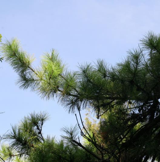 Pinus tabuliformis - Pinheiro vermelho Manchuriano, Pinheiro Chinês do Sul, Pinheiro vermelho Chinês - Imagem 8