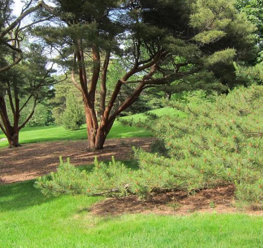 Pinus tabuliformis - Pinheiro vermelho Manchuriano, Pinheiro Chinês do Sul, Pinheiro vermelho Chinês - Imagem 10