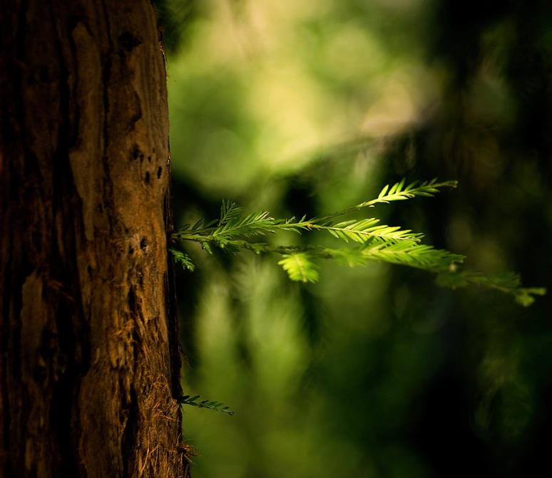 Sequoia sempervirens - Sequoia Sempre Verde, Sequoia Costeira, Sequoia Vermelha, Coast Redwood - Imagem 2
