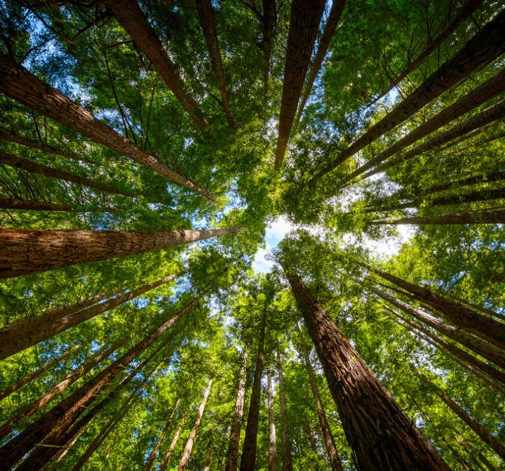Sequoia sempervirens - Sequoia Sempre Verde, Sequoia Costeira, Sequoia Vermelha, Coast Redwood - Imagem 3