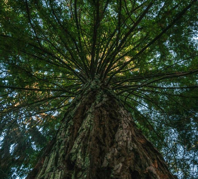 Sequoia sempervirens - Sequoia Sempre Verde, Sequoia Costeira, Sequoia Vermelha, Coast Redwood - Imagem 4