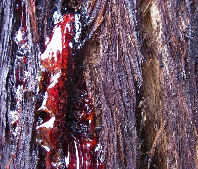 Sequoia sempervirens - Sequoia Sempre Verde, Sequoia Costeira, Sequoia Vermelha, Coast Redwood - Imagem 5