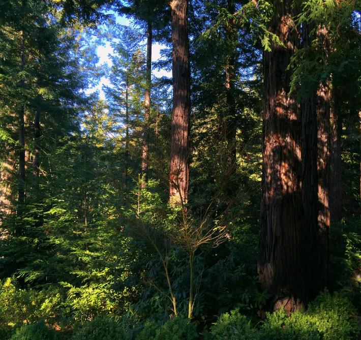 Sequoia sempervirens - Sequoia Sempre Verde, Sequoia Costeira, Sequoia Vermelha, Coast Redwood - Imagem 6