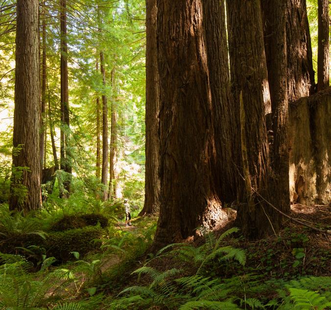 Sequoia sempervirens - Sequoia Sempre Verde, Sequoia Costeira, Sequoia Vermelha, Coast Redwood - Imagem 7