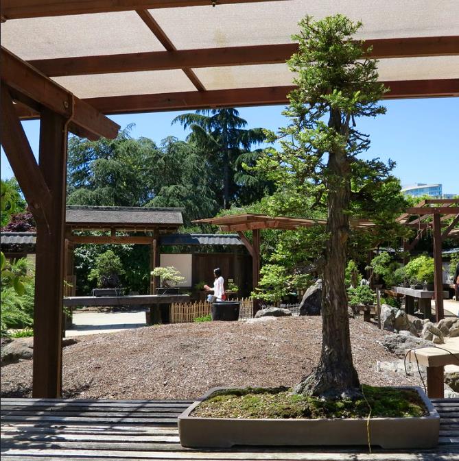 Sequoia sempervirens - Sequoia Sempre Verde, Sequoia Costeira, Sequoia Vermelha, Coast Redwood - Imagem 10