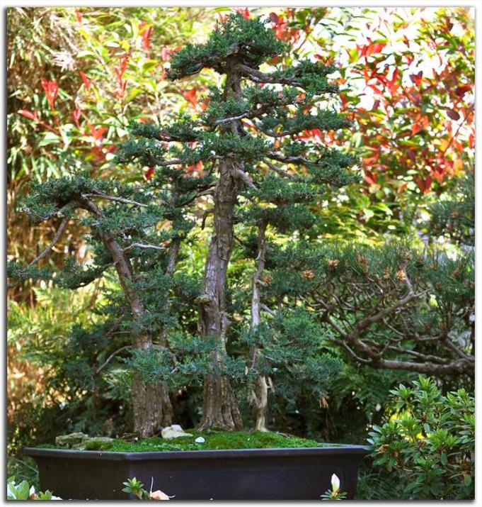 Sequoiadendron giganteum - Sequoia Gigante, Sierra Redwood - Imagem 10