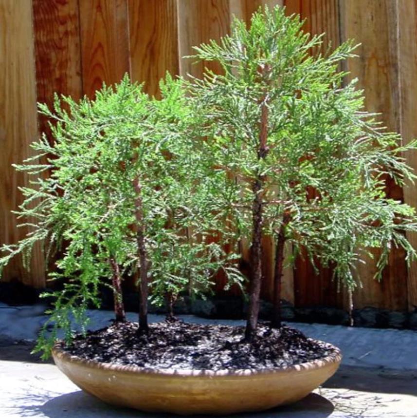 Sequoiadendron giganteum - Sequoia Gigante, Sierra Redwood - Imagem 11