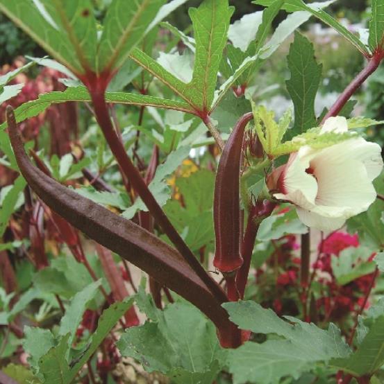 Abelmoschus esculentus Red Burgundy - Quiabo Vermelho Borgonha - Imagem 5