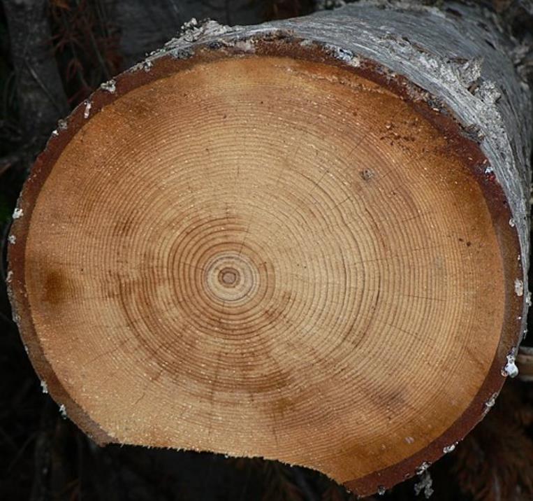 Abies amabilis - Abeto de Prata, Abeto Prateado do Pacífico, Cascade Silver Fir - Imagem 4