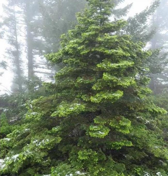 Abies amabilis - Abeto de Prata, Abeto Prateado do Pacífico, Cascade Silver Fir - Imagem 8