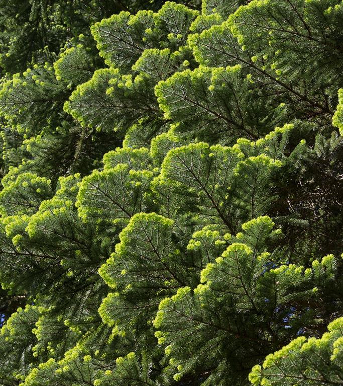 Abies amabilis - Abeto de Prata, Abeto Prateado do Pacífico, Cascade Silver Fir - Imagem 10