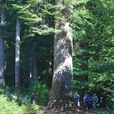 Abies grandis Inland (Picea Grandis, Pinus Grandis) - Abeto Gigante, Pinheiro gigante, Abeto Branco de Planície, Abeto de Bálsamo, Gia