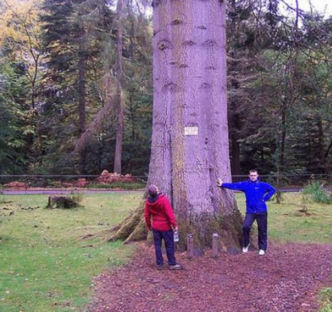 Abies grandis Inland (Picea Grandis, Pinus Grandis) - Abeto Gigante, Pinheiro gigante, Abeto Branco de Planície, Abeto de Bálsamo, Gia - Imagem 2