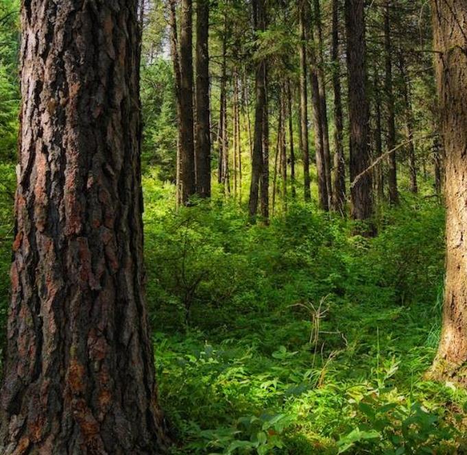 Abies grandis Inland (Picea Grandis, Pinus Grandis) - Abeto Gigante, Pinheiro gigante, Abeto Branco de Planície, Abeto de Bálsamo, Gia - Imagem 5