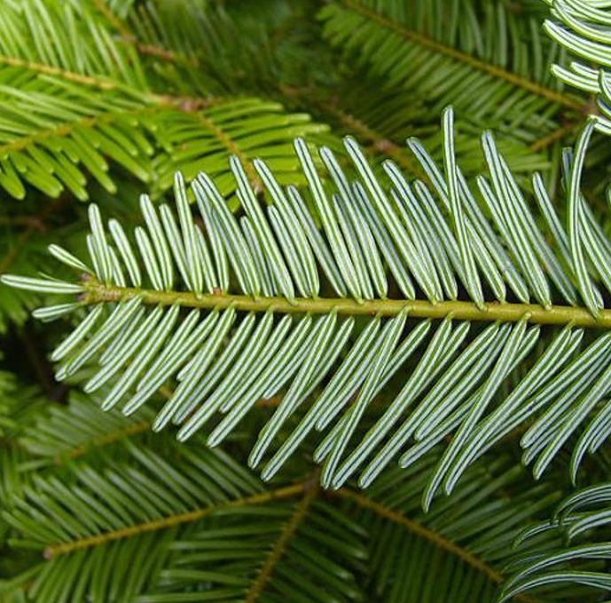 Abies grandis Inland (Picea Grandis, Pinus Grandis) - Abeto Gigante, Pinheiro gigante, Abeto Branco de Planície, Abeto de Bálsamo, Gia - Imagem 7