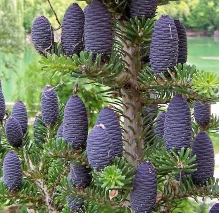 Abies koreana - Abeto Da Coréia, Gusang, Korean fir - Imagem 2