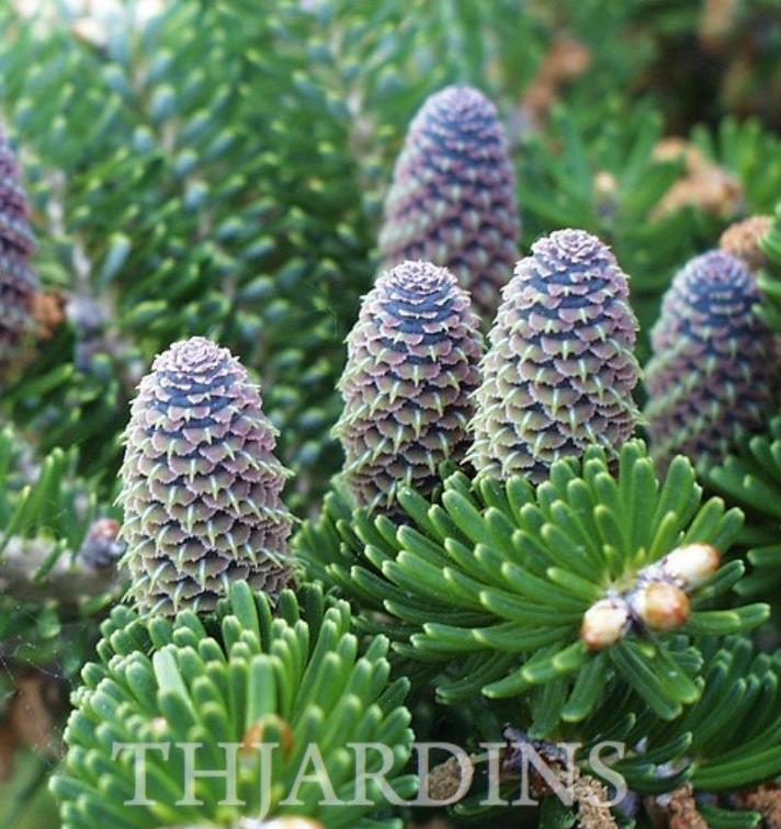 Abies koreana - Abeto Da Coréia, Gusang, Korean fir - Imagem 6