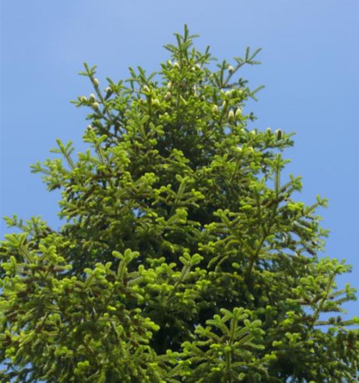Abies nordmanniana Subsp. Equi-trojani - Abeto Caucasiano, Abeto De Trojan, Abeto Cavalo de Tróia, Pinheiro da Turquia - Imagem 2