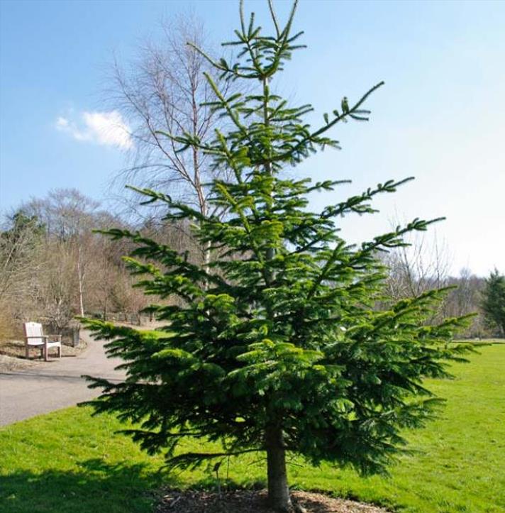 Abies nordmanniana Subsp. Equi-trojani - Abeto Caucasiano, Abeto De Trojan, Abeto Cavalo de Tróia, Pinheiro da Turquia - Imagem 3