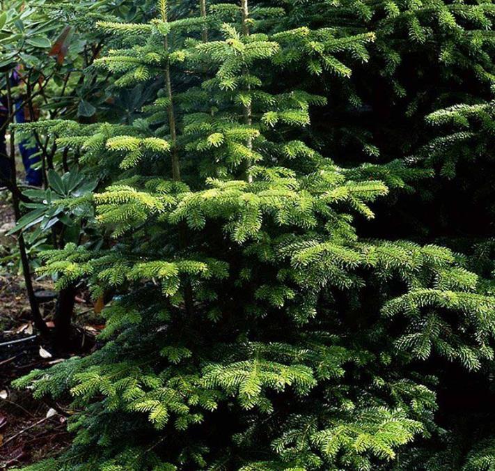 Abies nordmanniana Subsp. Equi-trojani - Abeto Caucasiano, Abeto De Trojan, Abeto Cavalo de Tróia, Pinheiro da Turquia - Imagem 4