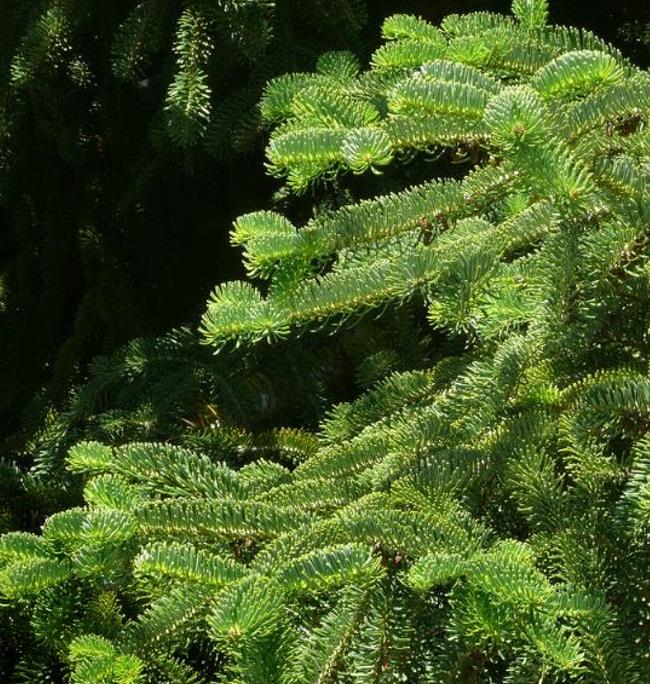 Abies nordmanniana Subsp. Equi-trojani - Abeto Caucasiano, Abeto De Trojan, Abeto Cavalo de Tróia, Pinheiro da Turquia - Imagem 5