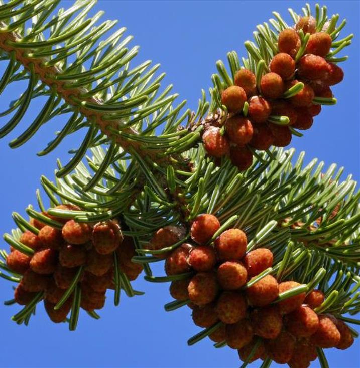 Abies nordmanniana Subsp. Equi-trojani - Abeto Caucasiano, Abeto De Trojan, Abeto Cavalo de Tróia, Pinheiro da Turquia - Imagem 6