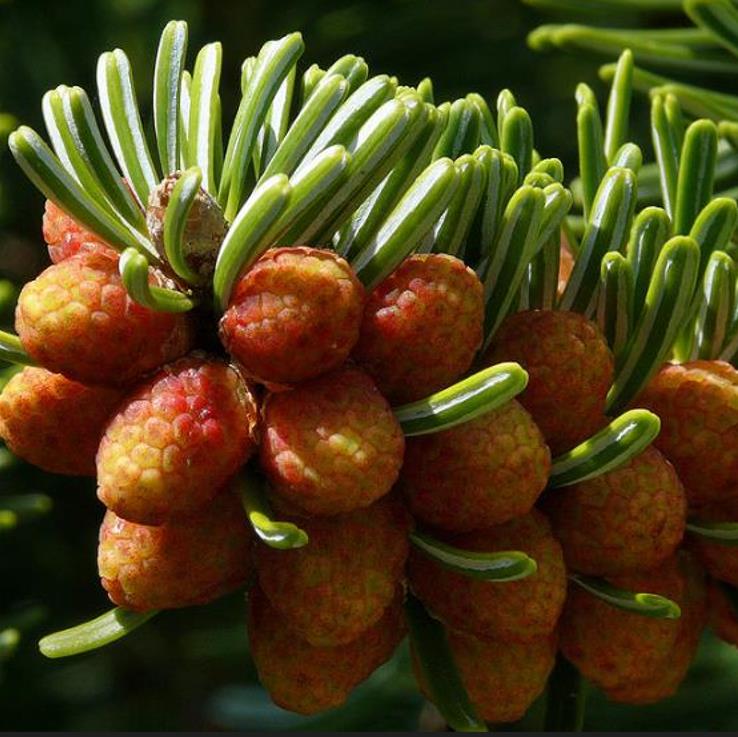 Abies nordmanniana Subsp. Equi-trojani - Abeto Caucasiano, Abeto De Trojan, Abeto Cavalo de Tróia, Pinheiro da Turquia - Imagem 7