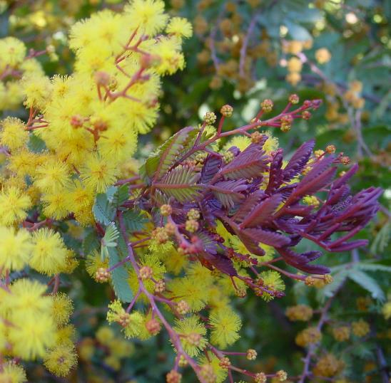 Acacia Baileyana Purpurea - Acacia, Purple Cootamandra Wattle, Purple Leaf Acacia, Acacia Baileyana Purpurea