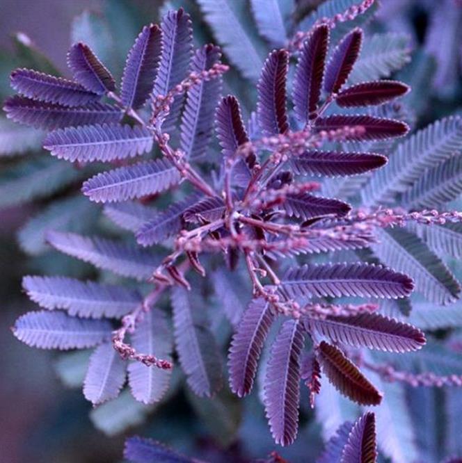 Acacia Baileyana Purpurea - Acacia, Purple Cootamandra Wattle, Purple Leaf Acacia, Acacia Baileyana Purpurea - Imagem 2