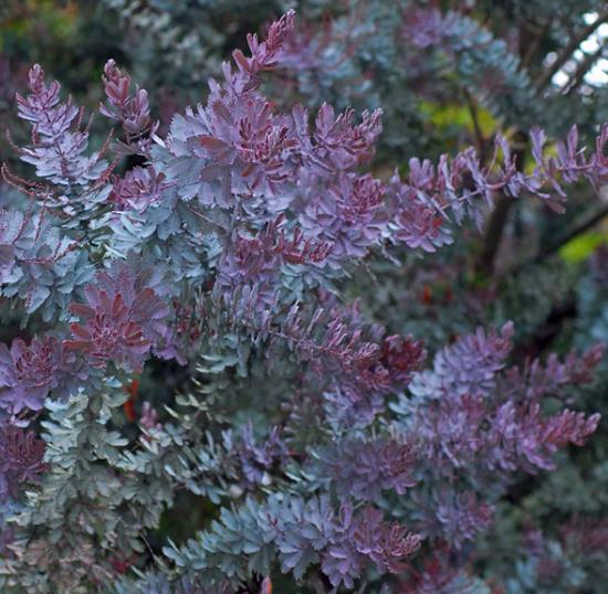 Acacia Baileyana Purpurea - Acacia, Purple Cootamandra Wattle, Purple Leaf Acacia, Acacia Baileyana Purpurea - Imagem 3