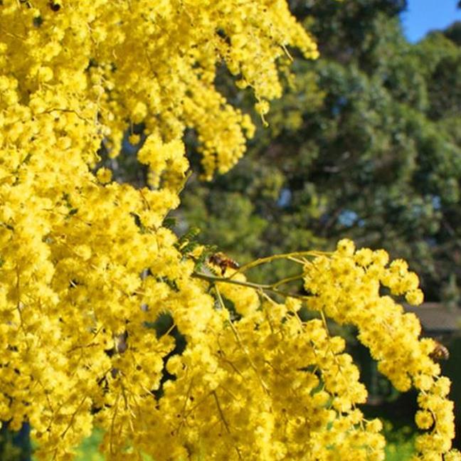 Acacia Baileyana Purpurea - Acacia, Purple Cootamandra Wattle, Purple Leaf Acacia, Acacia Baileyana Purpurea - Imagem 4