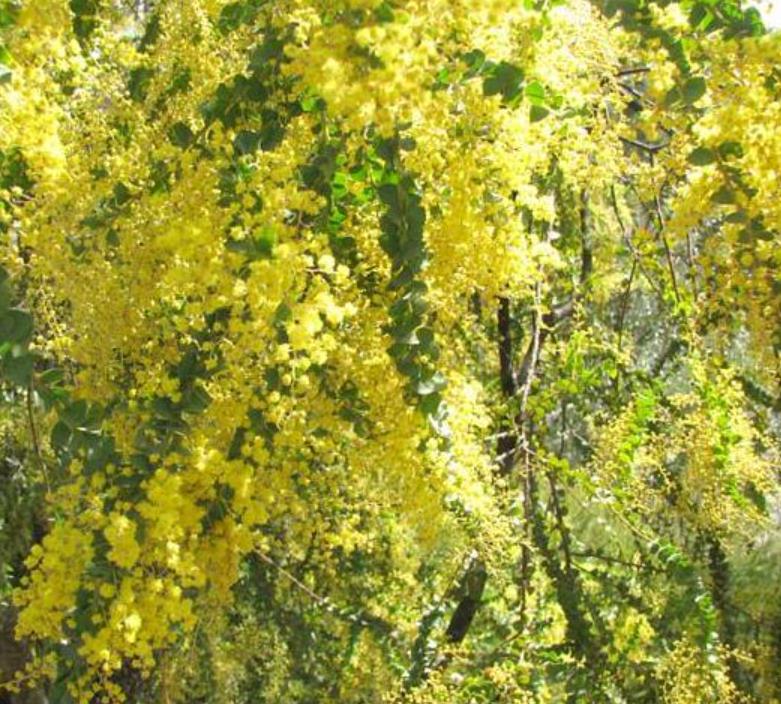 Acacia Pravíssima - Acacia, Ovens Wattle, Wedge-leaf Wattle - Imagem 2