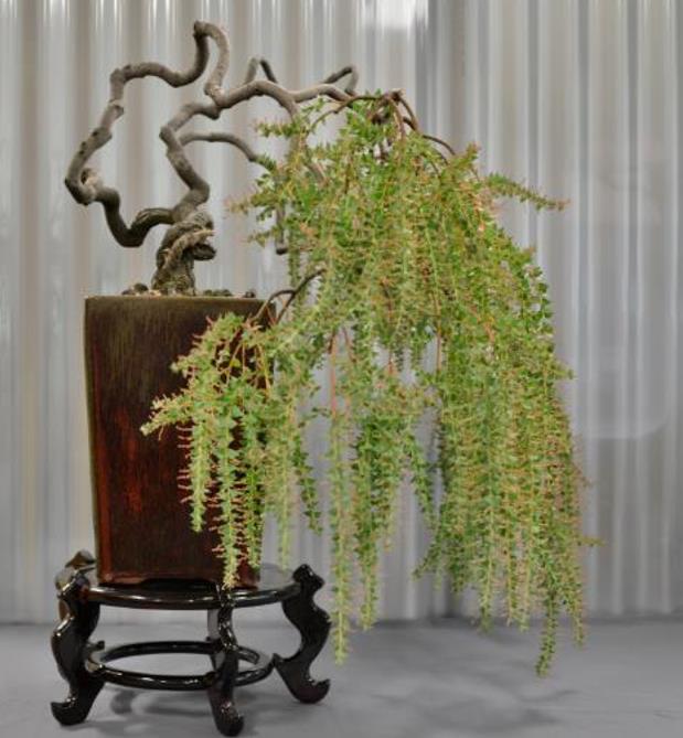 Acacia Pravíssima - Acacia, Ovens Wattle, Wedge-leaf Wattle - Imagem 3