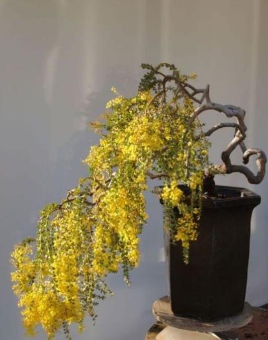 Acacia Pravíssima - Acacia, Ovens Wattle, Wedge-leaf Wattle - Imagem 4