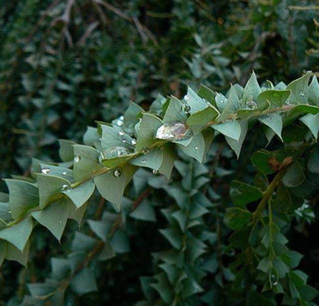 Acacia Pravíssima - Acacia, Ovens Wattle, Wedge-leaf Wattle - Imagem 5