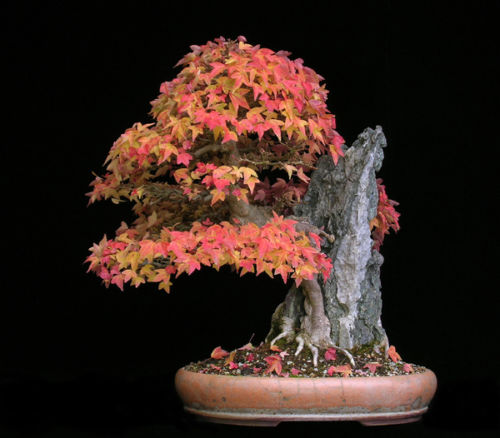 Acer buergeranum - Maple Tridente, Maple - Imagem 2