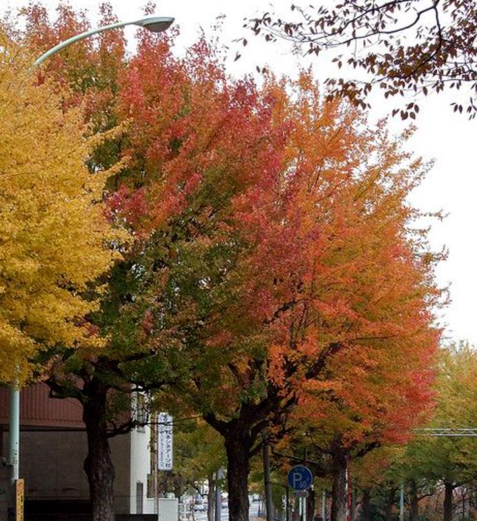 Acer buergeranum - Maple Tridente, Maple