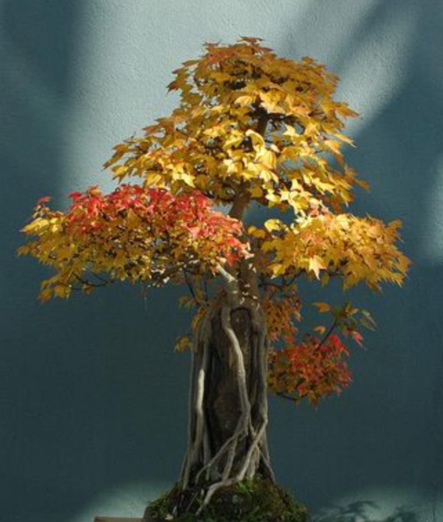 Acer buergeranum - Maple Tridente, Maple - Imagem 3