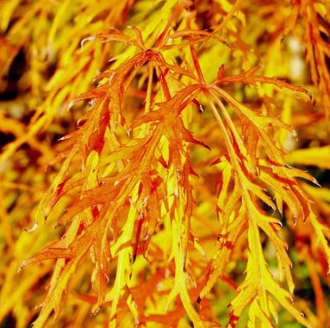 Acer palmatum Dissectum - Maple Folha de Renda, Maple Cascata, Bordo Cascata - Imagem 3