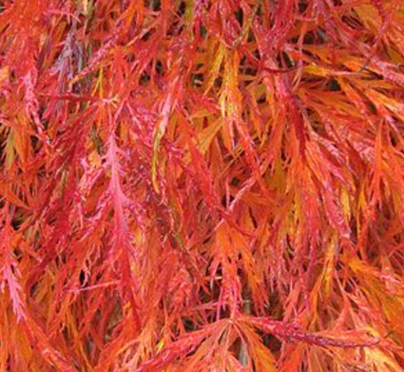Acer palmatum Dissectum - Maple Folha de Renda, Maple Cascata, Bordo Cascata - Imagem 4