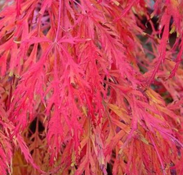 Acer palmatum Dissectum - Maple Folha de Renda, Maple Cascata, Bordo Cascata - Imagem 5