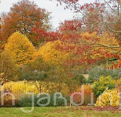 ACER PENSYLVANICUM “ERYTHROCLADUM” - ACER CORAL STRIPE MAPLE – MAPLE LISTRADO